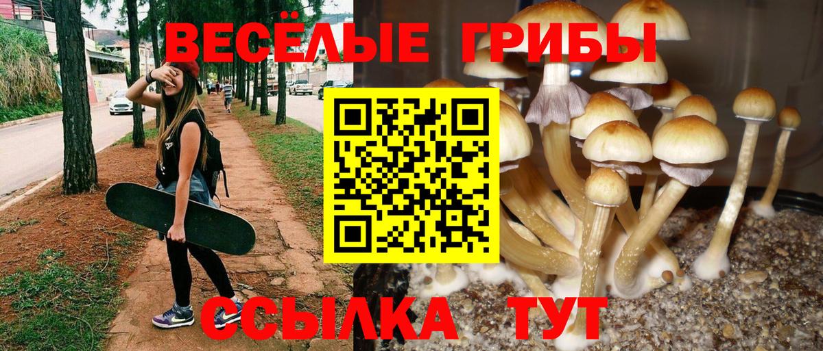 Галлюциногенные грибы Psilocybe  Вход с VPN  Абинск 